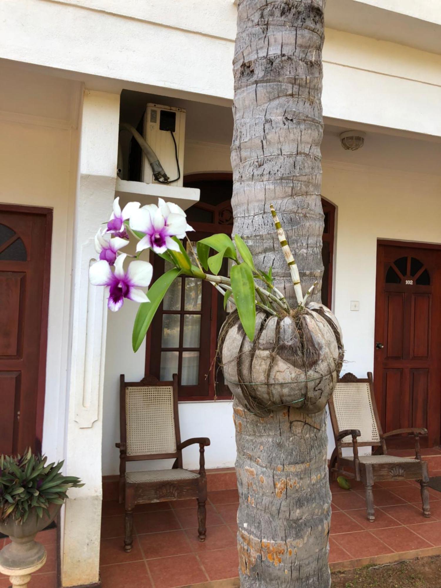 Hotel Lagoon Paradise Негомбо Экстерьер фото